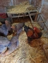 Яица за люпене от Кохен ,Брама,Орпингтон и Копринки, снимка 6