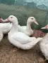 Продавам патици , снимка 2