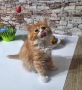 Персийски котета, снимка 7