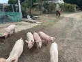 Prodavam praseta , снимка 2