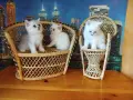 британчета сребърна чинчила , снимка 4