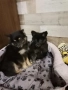 Помераан шпиц момче момиче, снимка 2