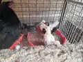 Шабо на различни възраст, снимка 11