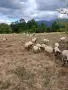 Продавам овце, мъжки шилета, кочове, снимка 11