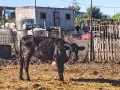 Продавам крави, юници и телета , снимка 15