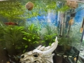 Аквариум с риби и живи растения, снимка 3