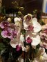 Орхидея, снимка 1 - Стайни растения - 44364192