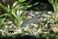 Сомче коридорас, зелен коридорас, brochis splendens, снимка 4