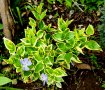 Винка Vinca minor, снимка 4