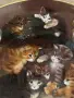 🐱 Колекционерска порцеланова чиния Seltmann Weiden – 1993 г., снимка 4