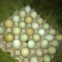 Оплодени зелени яйца, снимка 5 - Кокошки и пуйки - 39960168