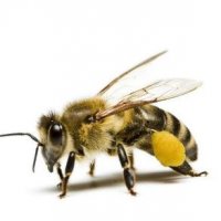 Суха муха 10 броя земна пчела     за клен, костур, щука и други, снимка 5 - Стръв и захранки - 38771783