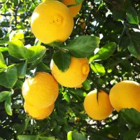 Poncirus trifoliata / Див лимон, снимка 4 - Разсади - 37305233