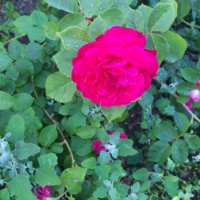 Разсад градинска роза , снимка 3 - Разсади - 37478861