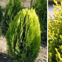 Туя Ауреа Нана Thuja Aurea Nana - златна , снимка 4 - Градински цветя и растения - 29440263