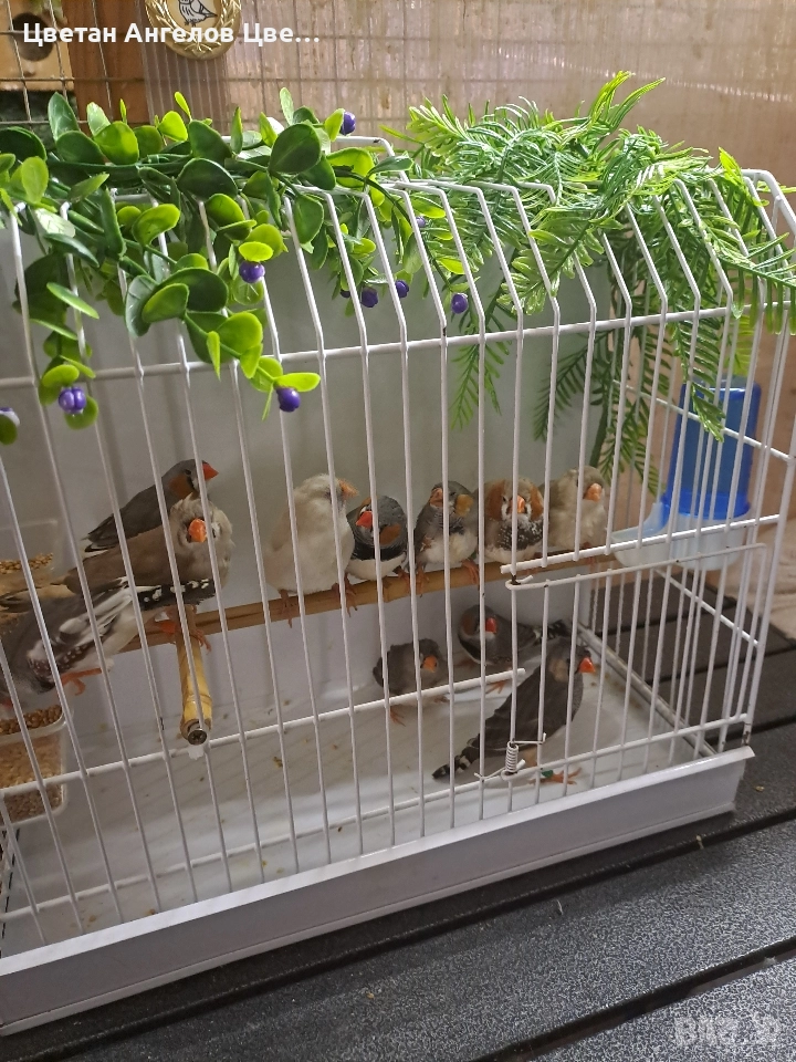 продавам зеброви амадини , снимка 1