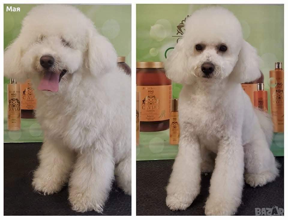 Търся женски пудел за разплод, снимка 1