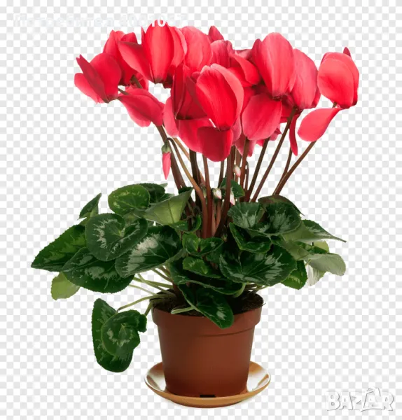 Цикламен персикум, снимка 1