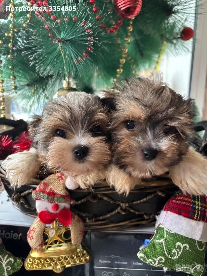 йорки бивър мини цена за Неделя , снимка 1