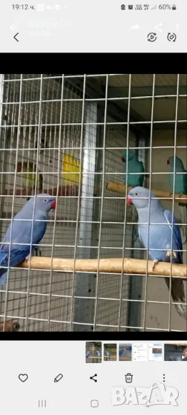  Малък Александър-Виолет, снимка 1