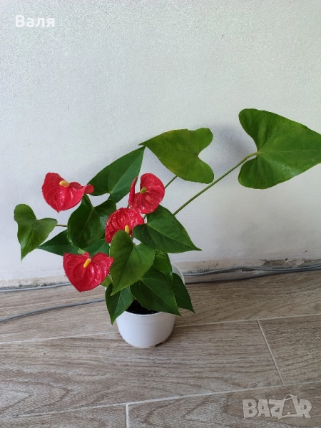Антуриум цветето на любовта , снимка 1