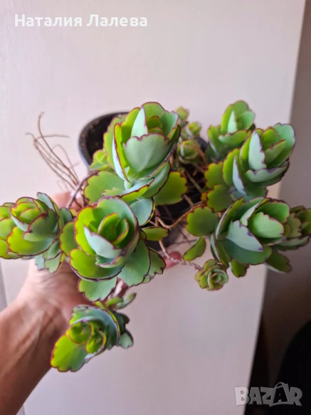 Каланхое, kalanchoe Laxiflora ssp.violacea, снимка 1