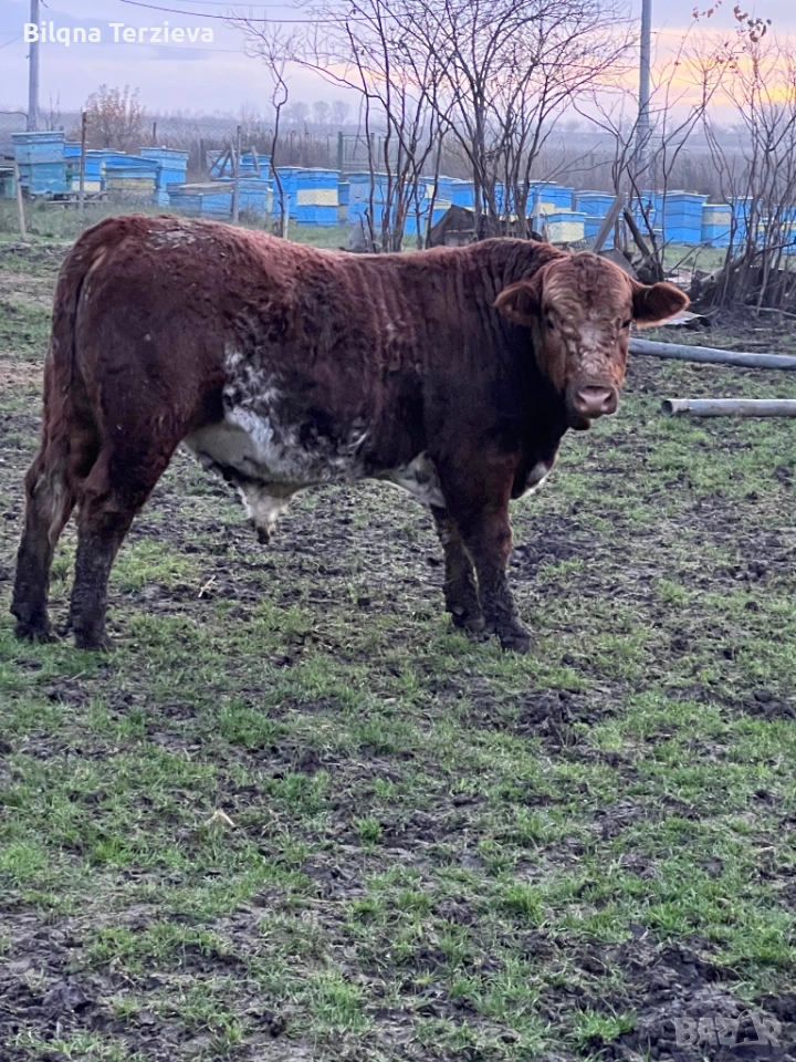 Продавам телета, снимка 1