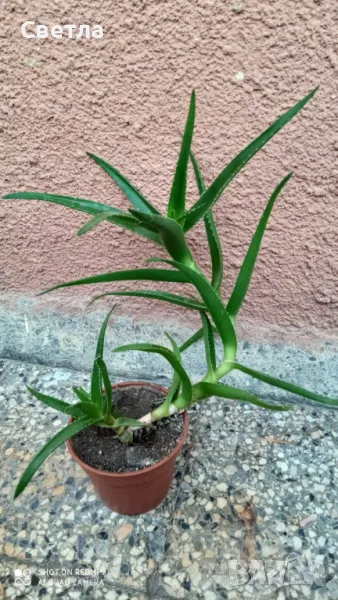 Продавам алое, снимка 1
