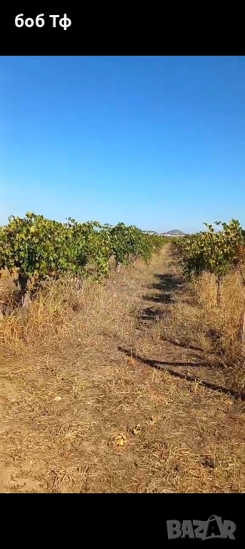 давам под наем лозе 5 дка рубин село Белащица, снимка 1