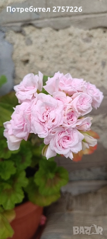 Millfield rose , снимка 1