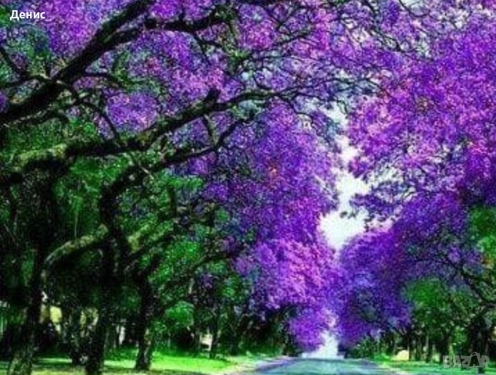 500 семена за Царска пауловния, снимка 1