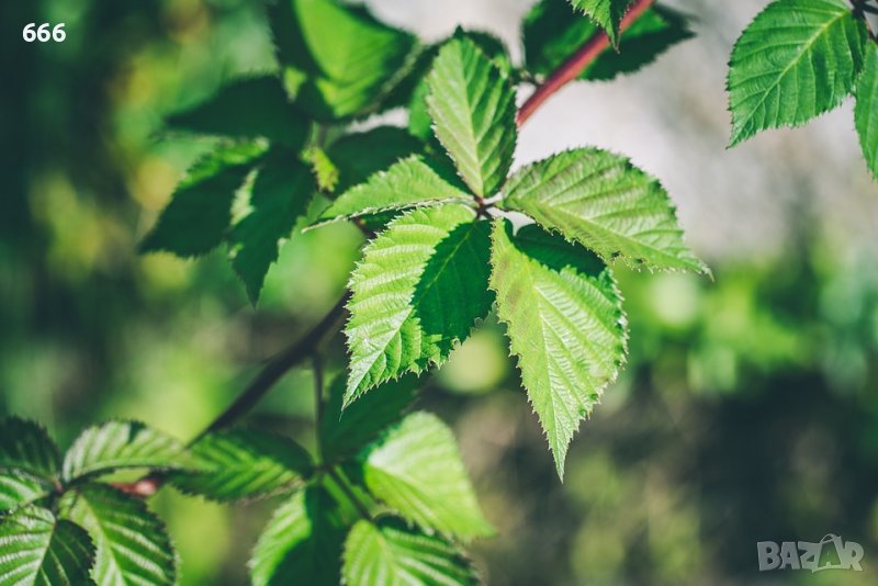 Листа и корени от диви къпини къпина , снимка 1