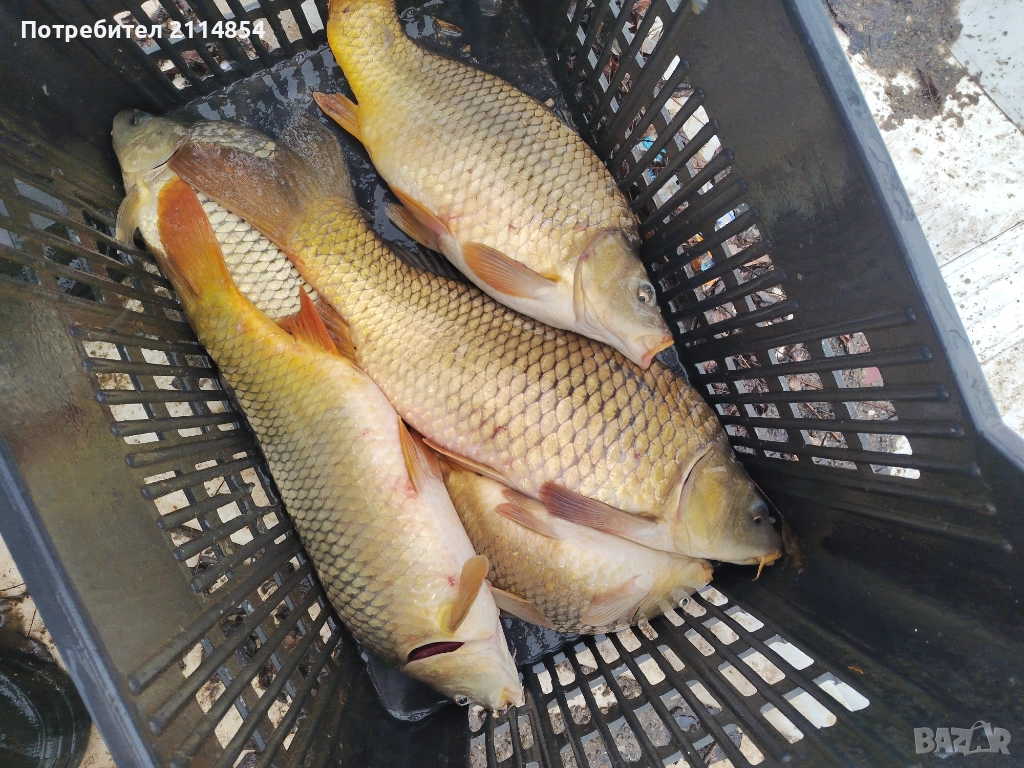 Жив шаран и сом страхотни на вкус!!!, снимка 1