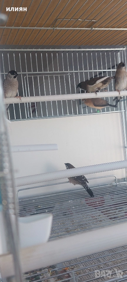 Среброклюни, японски,гулдови,и други видове амадини, снимка 1