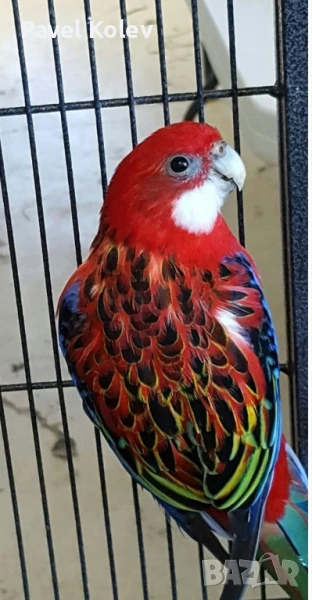 Различни видове птици на добри цени , снимка 1