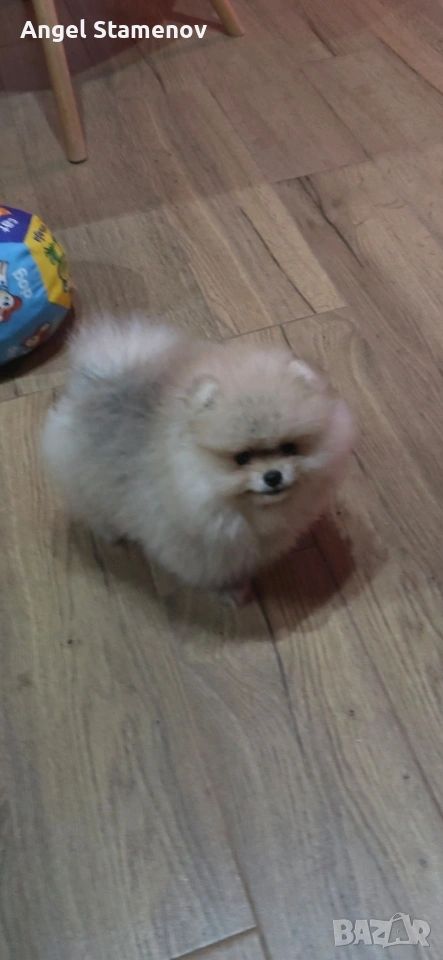 Померан,мини момиченца с родословие!, снимка 1