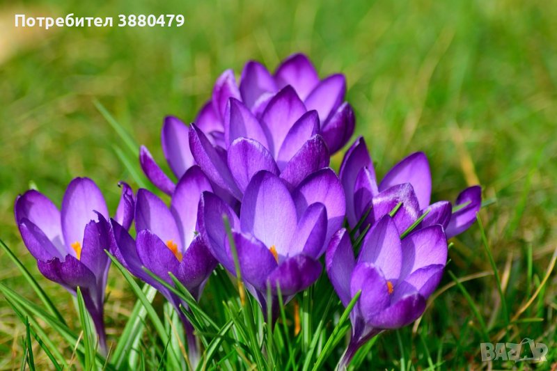 луковици на шафранов минзухар , снимка 1