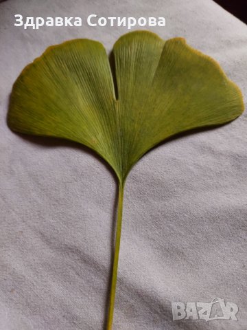 ГИНКО-БИЛОБА най-ниска цена билка - РАСТЕНИЕ (ФИДАНКИ) и ЛИСТА ЗА ЧАЙ