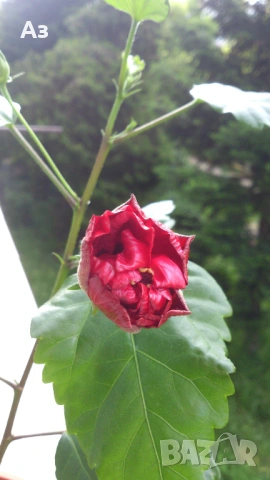 продавам цветя Китайска роза, червена, кичеста, снимка 5 - Стайни растения - 54239402