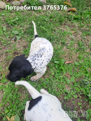 Английски пойнтер, снимка 4 - Пойнтер - 52475317