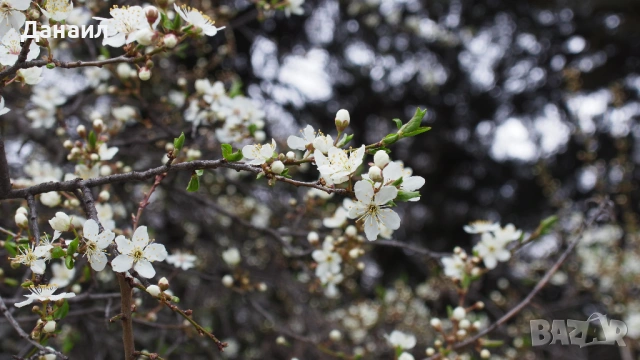 20MP, 4K/30fps YI M1 Mirrorless + 12-40mm f/3.5-5.6 М4/3 обектив, снимка 9 - Фотоапарати - 53946891