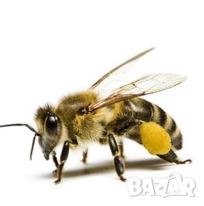 Суха муха 10 броя земна пчела     за клен, костур, щука и други, снимка 5 - Стръв и захранки - 38771783