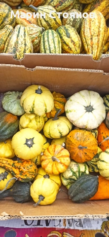 Тикви за декорация, снимка 8 - Градински цветя и растения - 52455847