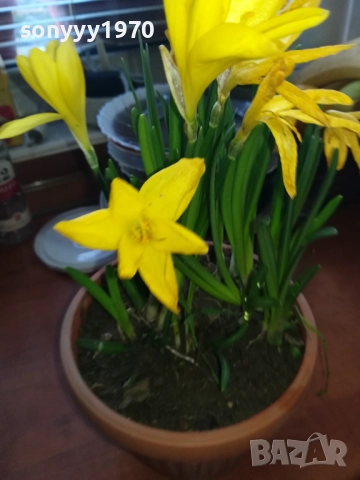 ЦВЕТЯ В САКСИЯ 1910251229, снимка 5 - Градински цветя и растения - 52105462