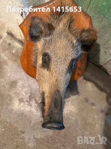 Продавам препарирано диво прасе, снимка 4 - Антикварни и старинни предмети - 53295477