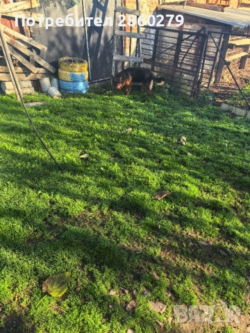 Елитни кучета от елитни родители , снимка 10 - Немска овчарка - 52580499