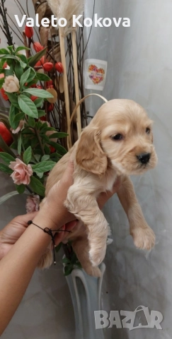 чистокръвни Кокер Шпаньоли, снимка 3 - Кокер шпаньол - 52971701