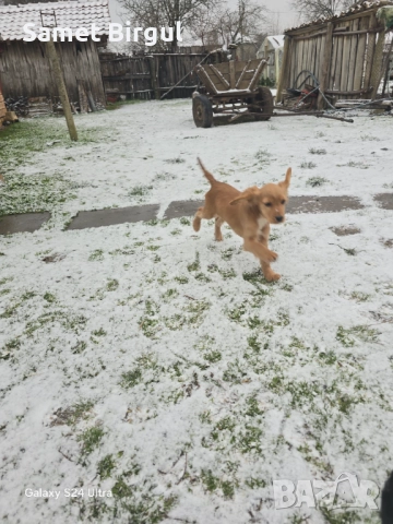 Koker Jenskisa 3 meseca 