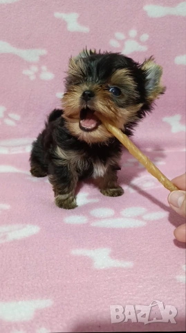Мини Йоркширски териер момче 