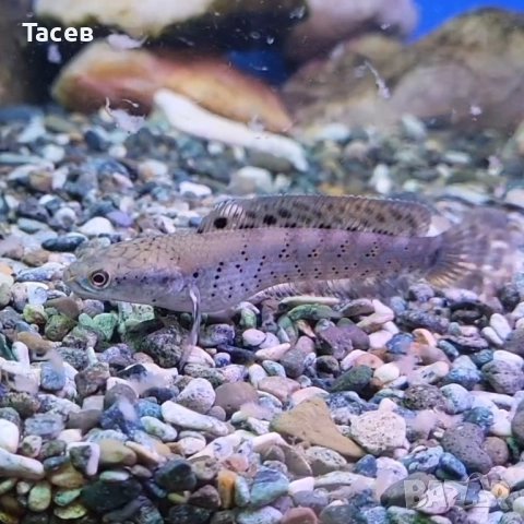 Змиеглав channa pulhra 9см